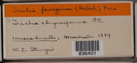 Image Associated With the Occurence